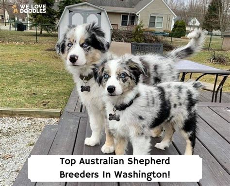 6 Top Australian Shepherd Breeders In Washington! (2024) - We Love Doodles