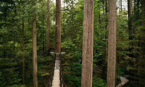 Treetops Adventure | Capilano Suspension Bridge Park