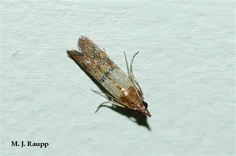 Small, whitish moths in the pantry? Could be Indian meal moth, Plodia interpunctella — Bug of ...