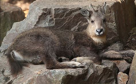 What Animals Live In Siberia? - WorldAtlas.com