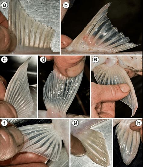 Images showing taxonomic features of the fins. 9a: dorsal fin of... | Download Scientific Diagram