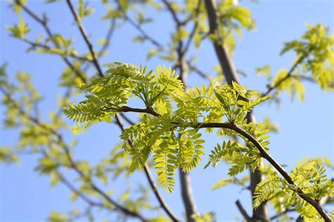 Honey Locust Tree Leaves