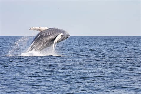 Humpback-whale-calf-breaching - Atlas Roof & Wall Insulation