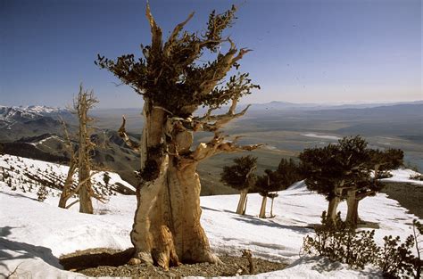 Amazing Trees - Our Mind Is the Limit