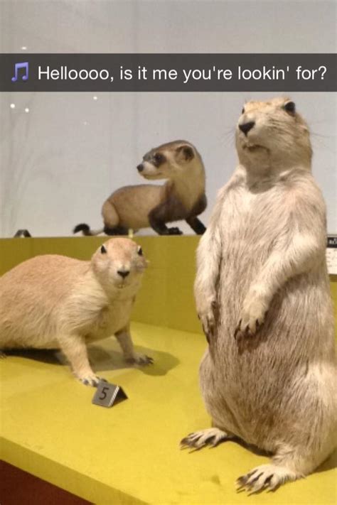 #ROMmeme Week 1: Prairie Dogs | Royal Ontario Museum