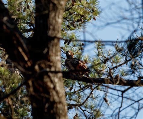 Photographing Bald Eagles at Jordan lake dam – Best Life Birding