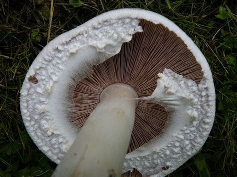 Horse Mushroom (Agaricus arvensis): Identification, Look-Alikes, Pet Safety, Recipes