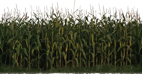 Corn clipart field corn, Corn field corn Transparent FREE for download on WebStockReview 2024