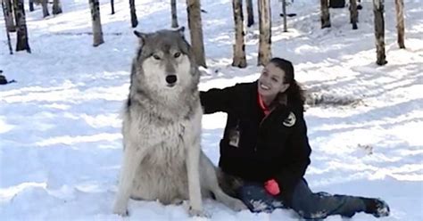 Giant Wolf Plops Down Beside Her, But Watch What Happens When...