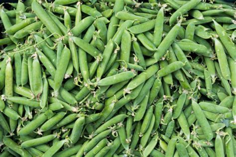 Free Images : food, plant, vegetable, fruit, lima bean, produce, Split pea, legume, ingredient ...