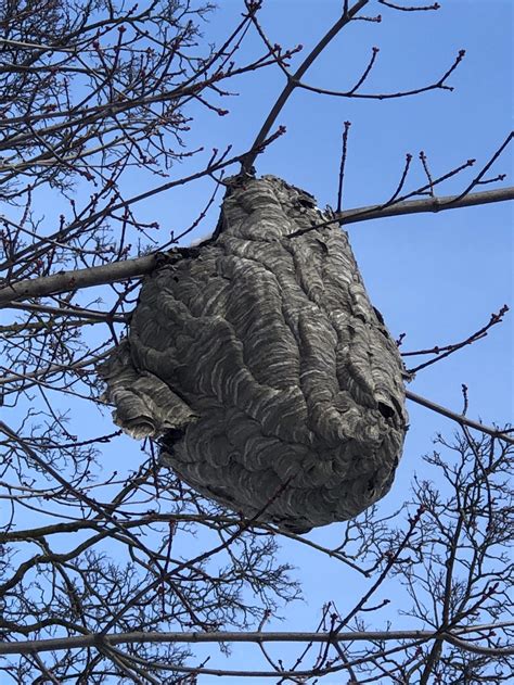 Hornet Nest in Winter (Taken today in Toronto) : r/pics