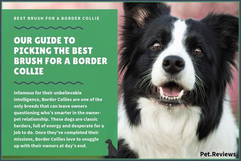 10 Best Brushes for Border Collies: Our 2024 Top Rated Picks