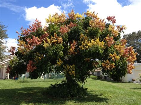 Golden Rain Tree has Fall Colors in Venice FL