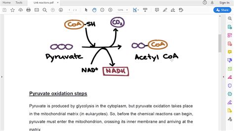 Pyruvate Oxidation Steps Part II by Sir Javed Khan - YouTube