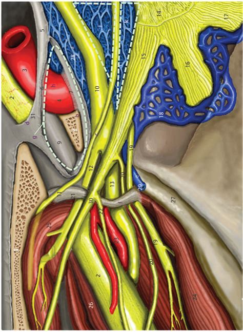 9 Anatomy | Neupsy Key