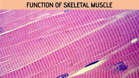 Skeletal Muscle Function - Rajus Biology