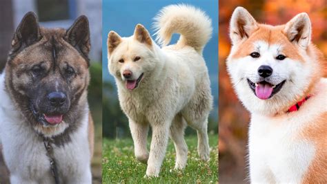 akita and chow mix, large deal Save 51% available - rdd.edu.iq