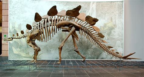 stegosaurus fossil Dinosaur Types, Dinosaur Art, Dinosaur Fossils ...