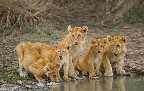 Little lions drinking water — Stock Photo © GUDKOVANDREY #69989685