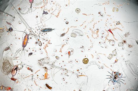 Under the microscope: Just a splash of seawater but alive with plankton ...