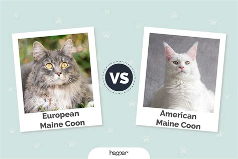 European vs. American Maine Coon Cat: The Main Differences (With Pictures) | Hepper