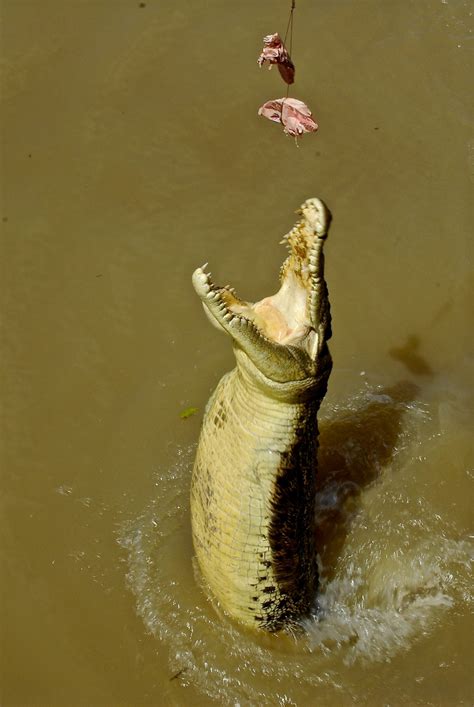 Free Images : water, nature, wilderness, animal, river, wildlife, wild, predator, reptile, fish ...