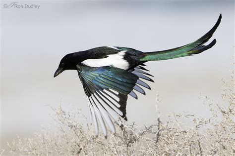 Magpie Nesting Season Has Begun – Feathered Photography