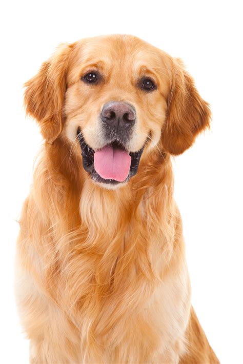 5 Things You Should Know before Getting A Golden Retriever - Animalso