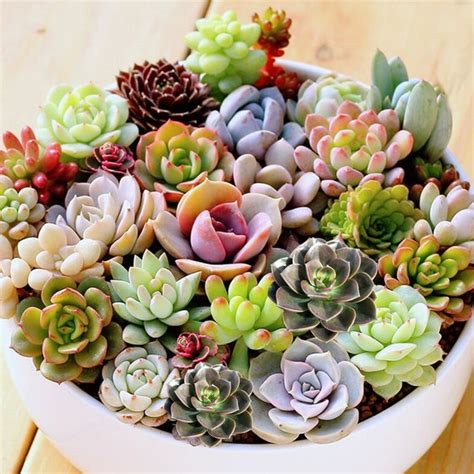 7-Pack Succulent Plants 2 Assorted Echeveria Rosettes | Etsy