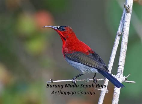 5 Burung Madu Kolibri Yang Dilindungi Peraturan Terbaru