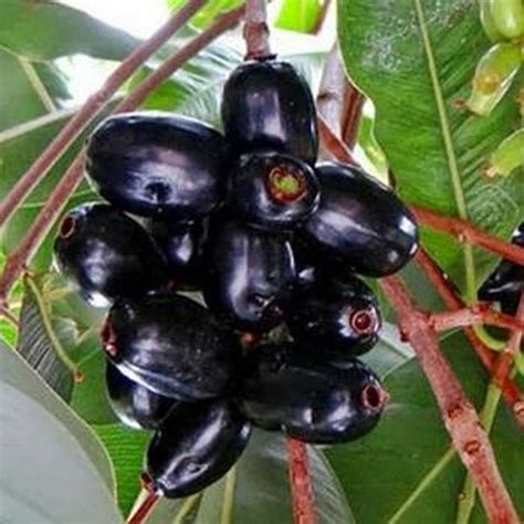 Jual Bibit Pohon Jamblang Hitam - Buah Jamblang Duwet/Jambu Kling - Kab. Bogor - khagreen ...