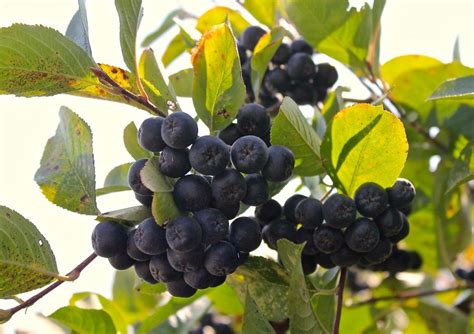 Aronia Berry Infatuation & Aronia Berry Scones *recipe ...