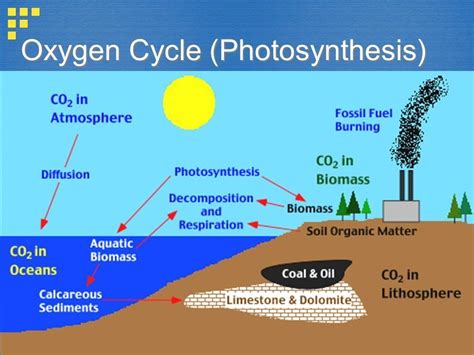 [DIAGRAM] Carbon Oxygen Cycle Diagram - MYDIAGRAM.ONLINE