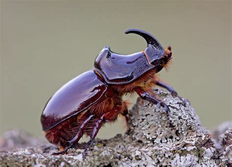 European Rhinoceros Beetle Photos, European Rhinoceros Beetle Images, Nature Wildlife Pictures ...