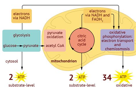 AP Biology- Cellular Respiration + Fermentation Diagram | Quizlet