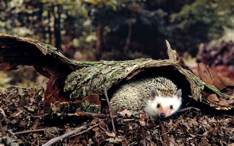 🔥 [40+] Cute Hedgehog Wallpapers | WallpaperSafari