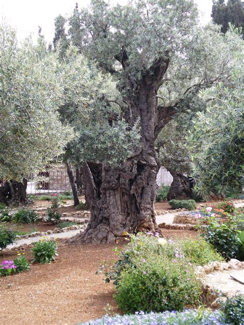 Tour Israel Now » Ancient Olive Tree Gethsemane