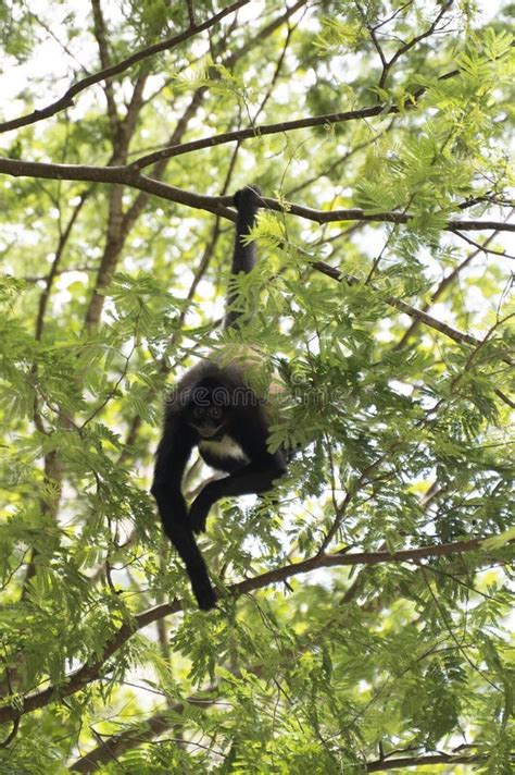 Spider Monkey Hanging from a Tree Stock Image - Image of cute, land ...