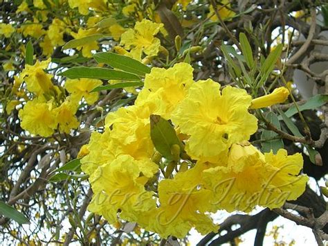 Tabebuia aurea - Caribbean Trumpet Tree