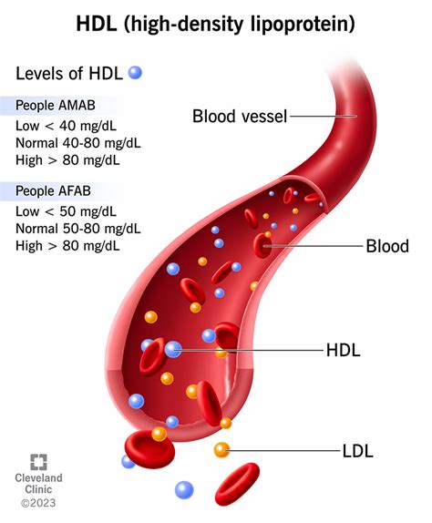 What To Know About HDL Cholesterol: The "Good" Cholesterol