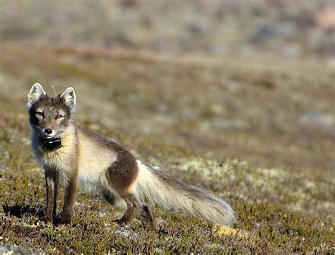 Arctic Fox - Canadian Museum of Nature