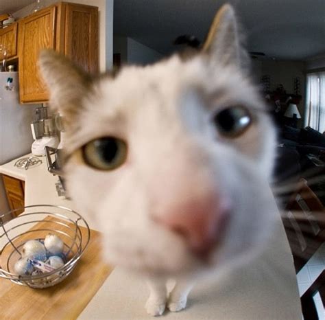 Cat Staring At Camera Pfp - Goimages Quack