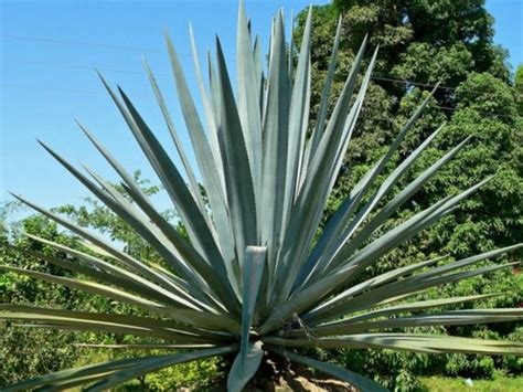 Agave tequilana - Blue Agave, Tequila Agave | World of Succulents