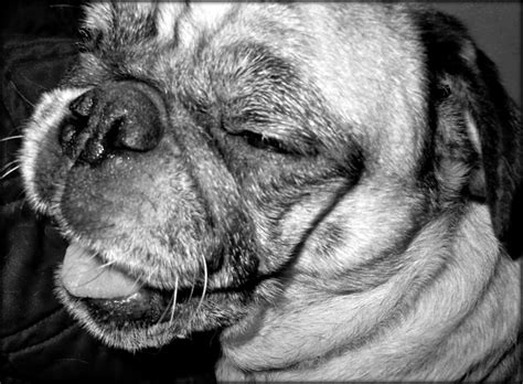 Laughing Pug Photograph by Nikki West - Pixels