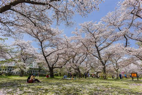 Kyoto Romantic Cherry Blossom Itinerary - Inside Kyoto