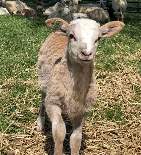 Katahdin Sheep For Sale | Katahdin Ewes, Rams & Weaned Lambs