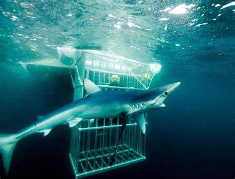 Boats & Equipment | Florida's #1 Shark Diving Boat | Florida Shark Diving