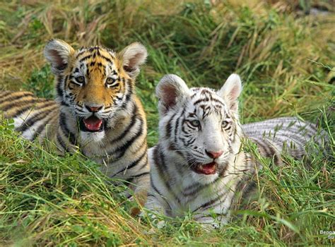 1080P free download | Bengal tiger cubs, bengal, big cat, grass, cub ...