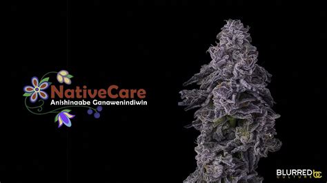 Red Lake Indian Reservation's Journey: Empowering Community through Cannabis - Blurred Culture