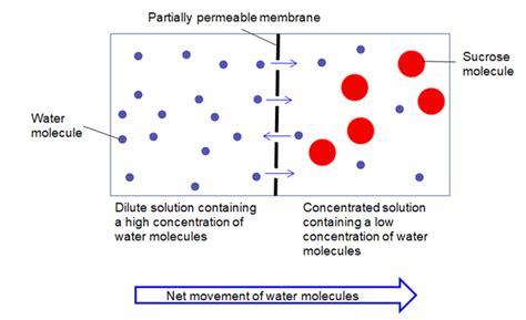 Best Describes How Water Moves During Osmosis - Bridget-has-Montoya